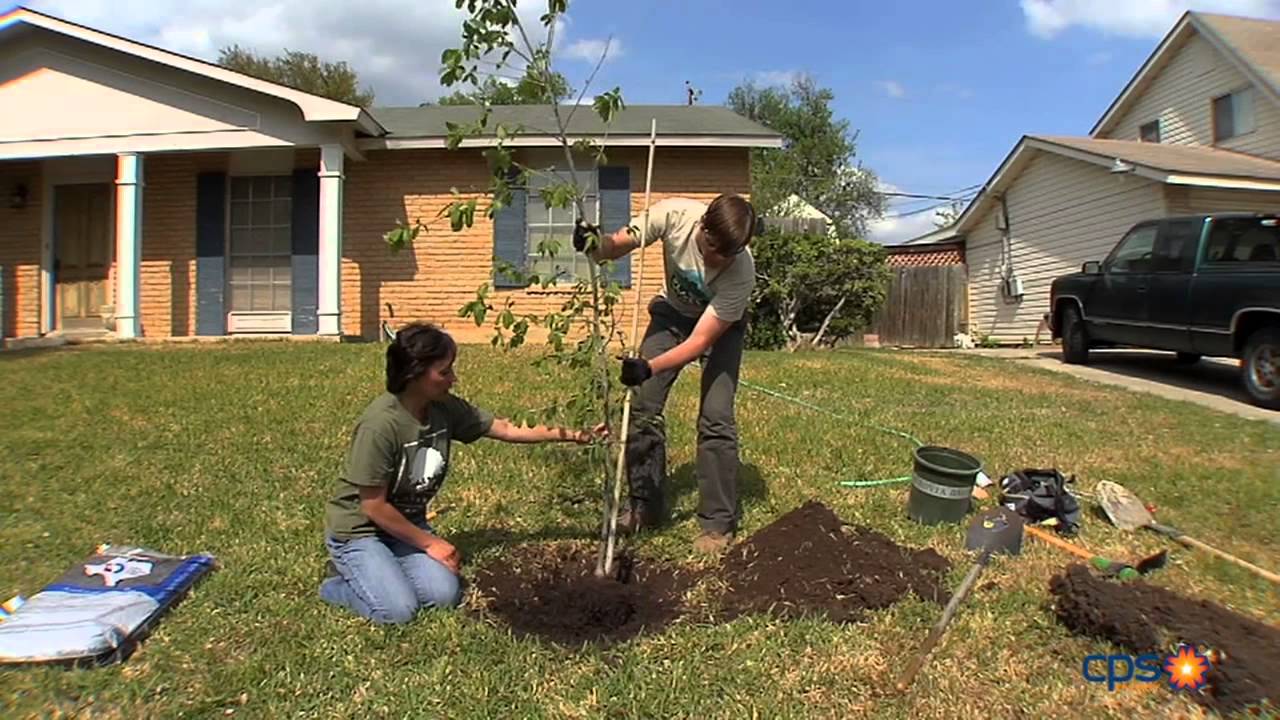 how-to-plant-a-tree-cps-energy-greenshade-tree-rebates-youtube