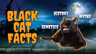10 Mysterious Facts About Black Cats