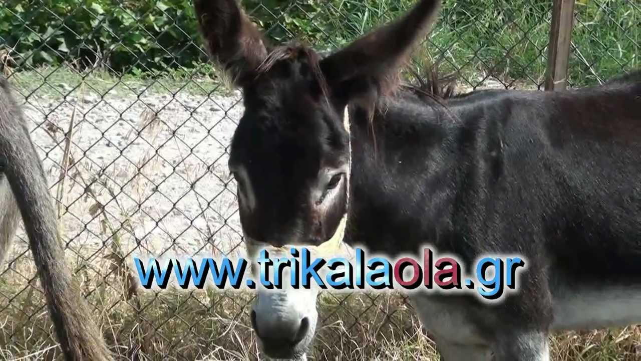 Τρίκαλα ζωοπάζαρο γαϊδούρια άλογα μουλάρια 13-9-12 2ο