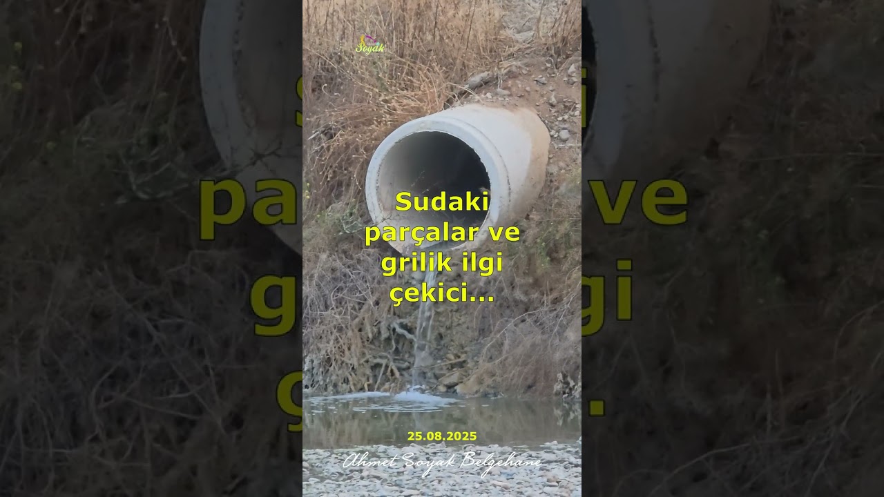 Gerede Çayı Ankara çayı'nı geçmiş ( 25.08.2025)