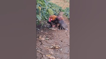 gà rừng mái gọi trống phi nhanh như bò tót.poj qaib xeev lau dhias ceev tiag tiag