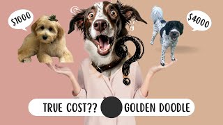 How Much Does A Golden Doodle Cost - True Cost Revealed 🐶
