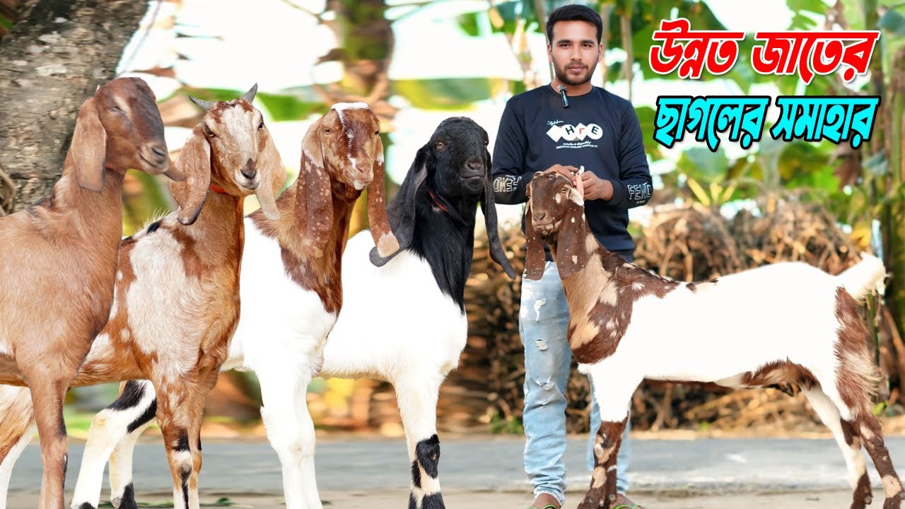 উন্নত জাতের ছাগলের সমাহার । তোতাপুরী বিটল ও হরিয়ানা ছাগল।