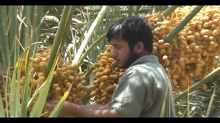 Hurma hakkında bilinmeyenler.. Erkek ve dişi hurma, hurmanın çiftleşmesi ve daha fazlası (2010) Resimi