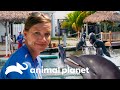 Asombrosa demostración de inteligencia en delfines | Los secretos del reino animal | Animal Planet