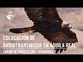 Documental: Colocación de Radio Transmisor en Águila Real  - Chihuahua, México - OVIS