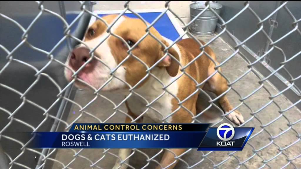 Roswell Animal Shelter - YouTube