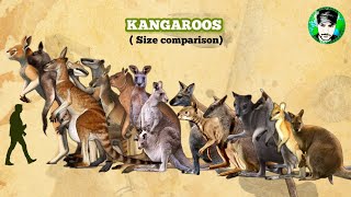 KANGAROOS  Size Comparison | All Species | Marsupials.