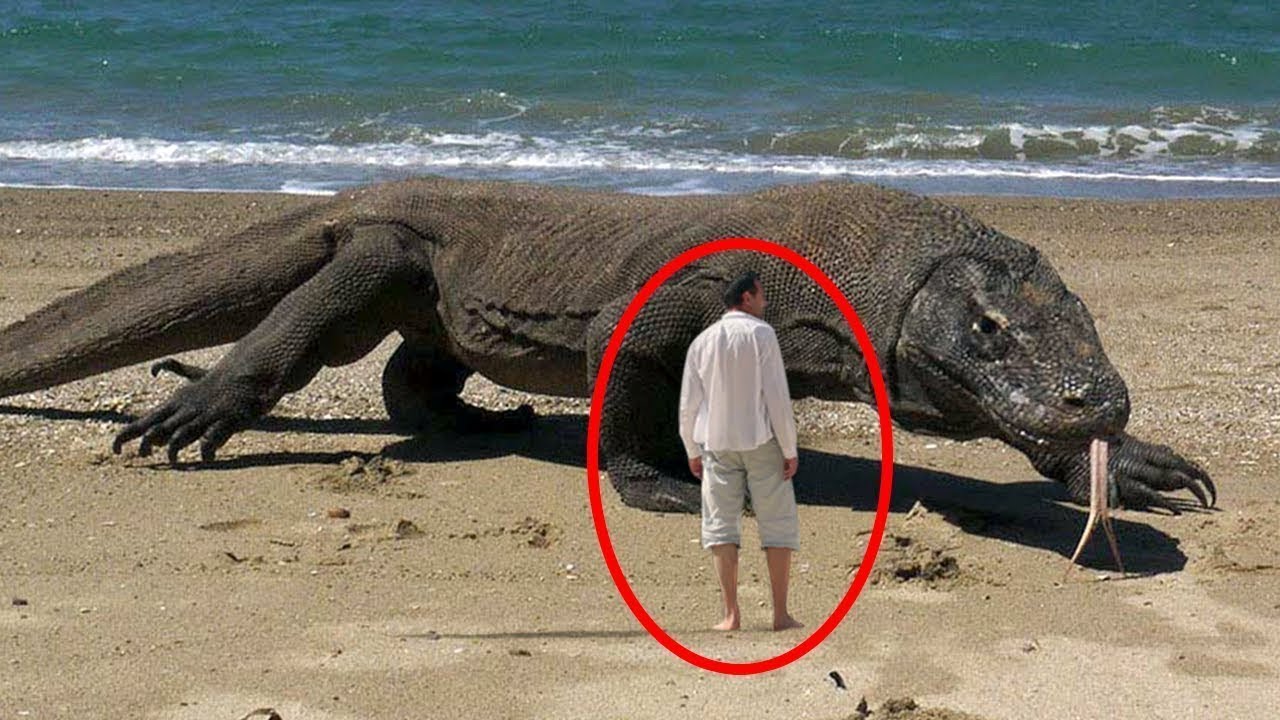 5 The World s 5 Largest Lizards YouTube 5 The World s 5 Largest Lizards YouTube