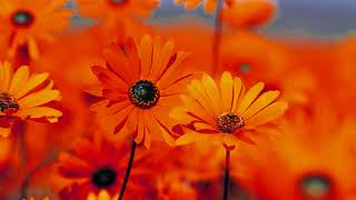 CEVAM - Miandry izahay