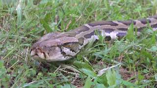 Burmese python