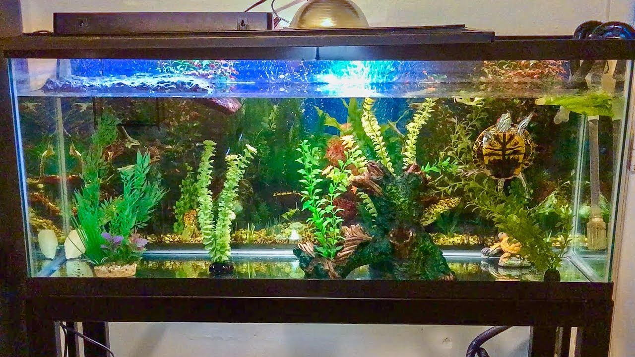 Red Eared Slider Turtle Tank Setup How To Set Up A Turtle Tank 55