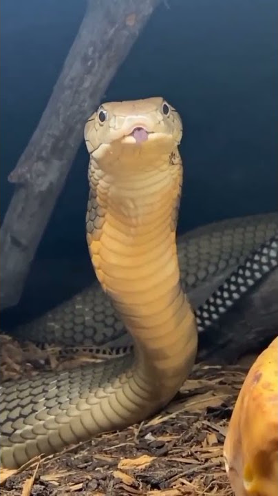 Scared?? King Kobra 🐍😳😳😲#snakes #kobra #king