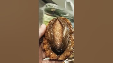 Abalone  #abaloneshell #abalone #shortsvideo #shell #like #likeforlikes #memes #youtubeshorts