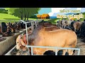 Sadeeq agros preeid preparations update 2024  sadeeq agro 2024 collection  big big cow 2024 