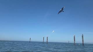 May 28, 2026, Cline Spit County Park, Sequim, WA