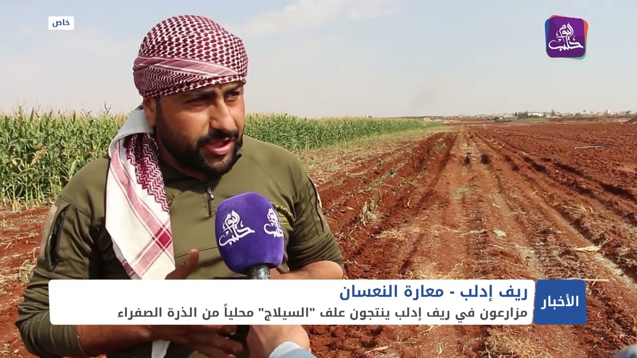 مزارعو الذرة في إدلب يحولونها لعلف 