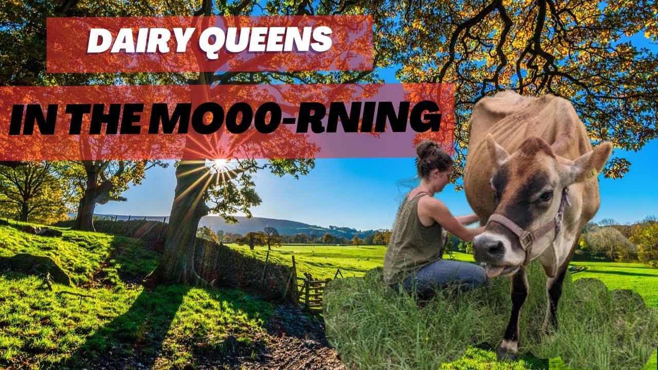 Morning Chores With the Dairy Queens Homesteading With a Family Cow