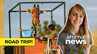 The extraordinary 2,000-km journey of Benito the giraffe | CBC Kids News