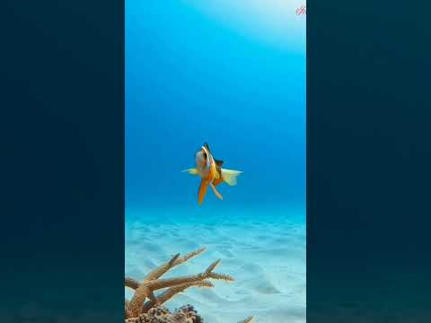 البحر الأحمر وجمال لون الأسماك التصوير من أسفل