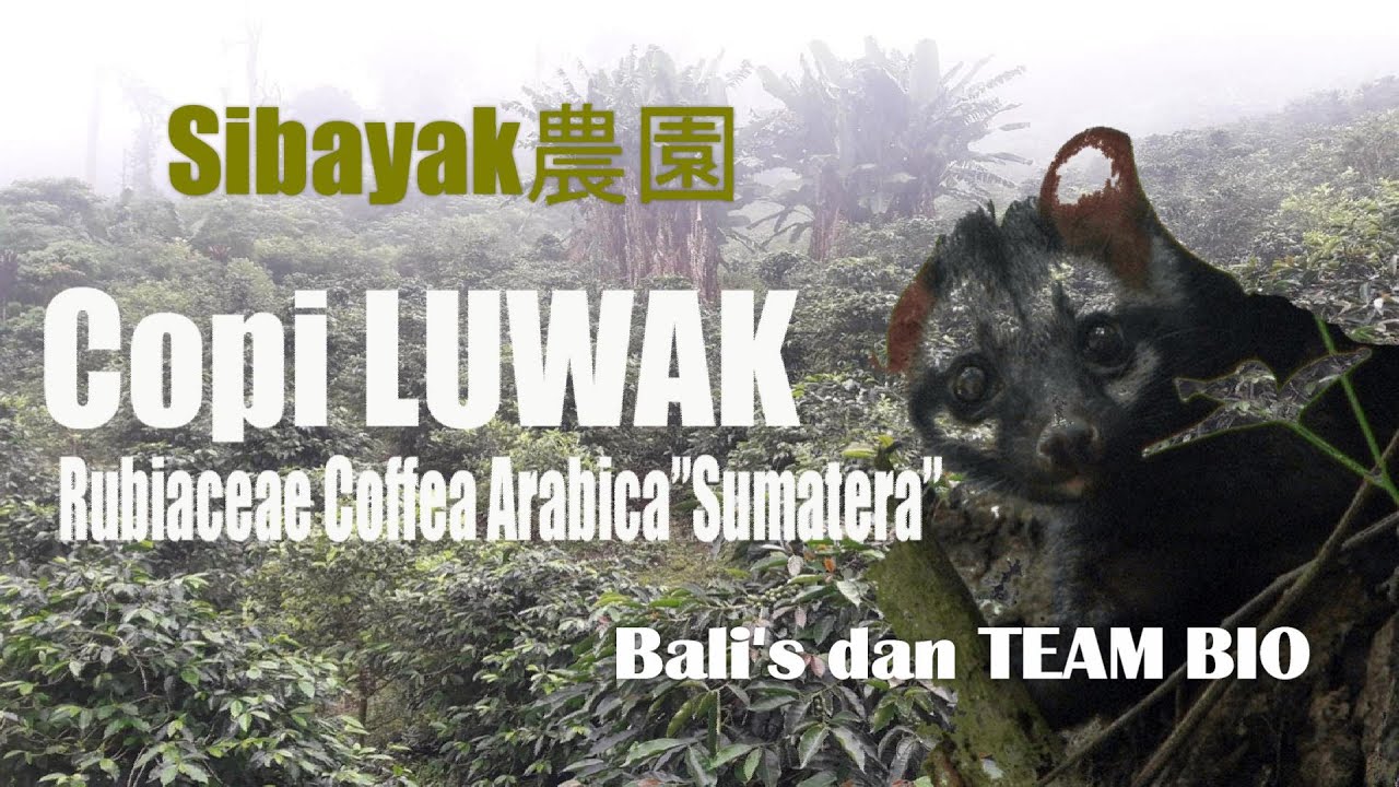 【ルアクコーヒー】農園/CopiLUWAK