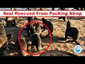 Seal Rescued From Brand New Plastic Packaging Strap