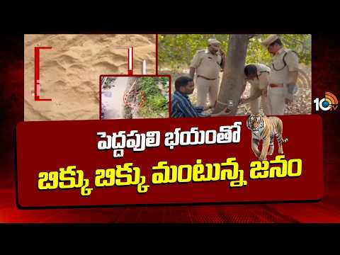 పెద్దపులి భయంతో బిక్కు బిక్కు మంటున్న జనం | Tiger Sighting Creates Panic in Eluru | 10TV - 10TVNEWSTELUGU