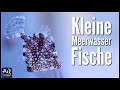 Nano Fische für ein Nano Meerwasseraquarium | AquaOwner