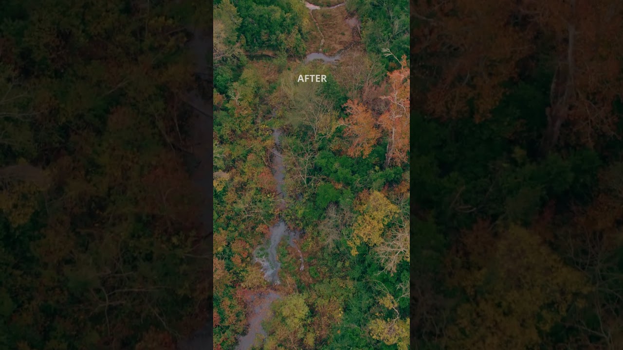 Fall Forrest Color Grading 