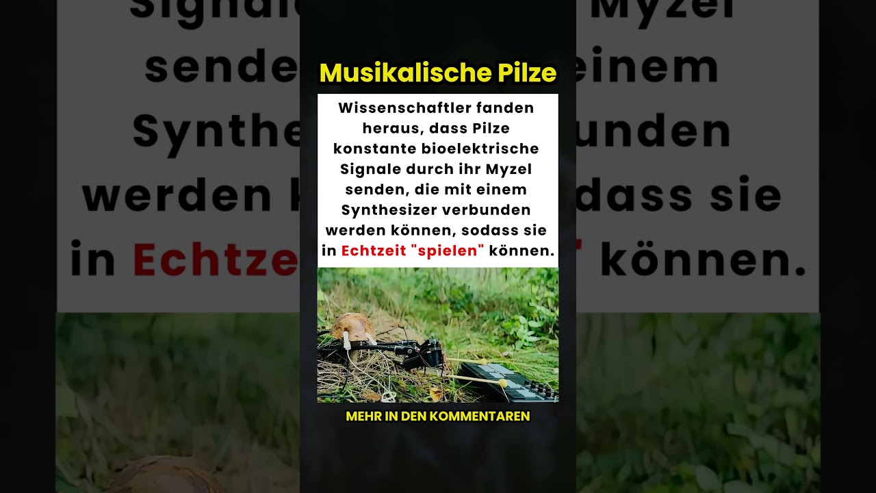 Wissenschaftler verwandeln Pilzsignale in Echtzeit in Musik! 🍄🎶