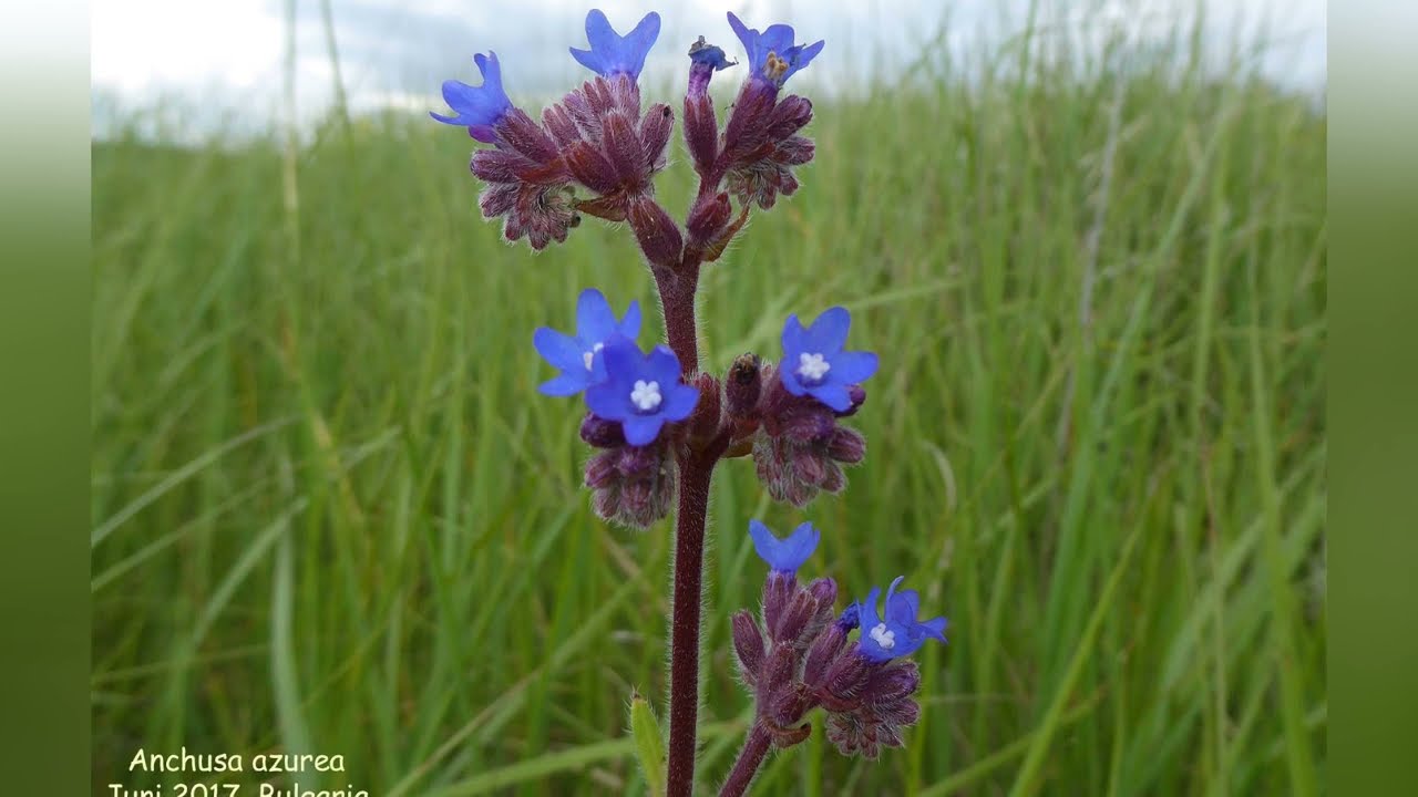 АНХУЗА, или ВОЛОВИК (ANCHUSA) сем. Бурачниковые