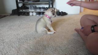 Mia the Alaskan Klee Kai | Mia Learns her first Commands!