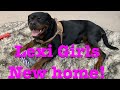 Rescue Rottweiler Story Part #2 update and first home visit!