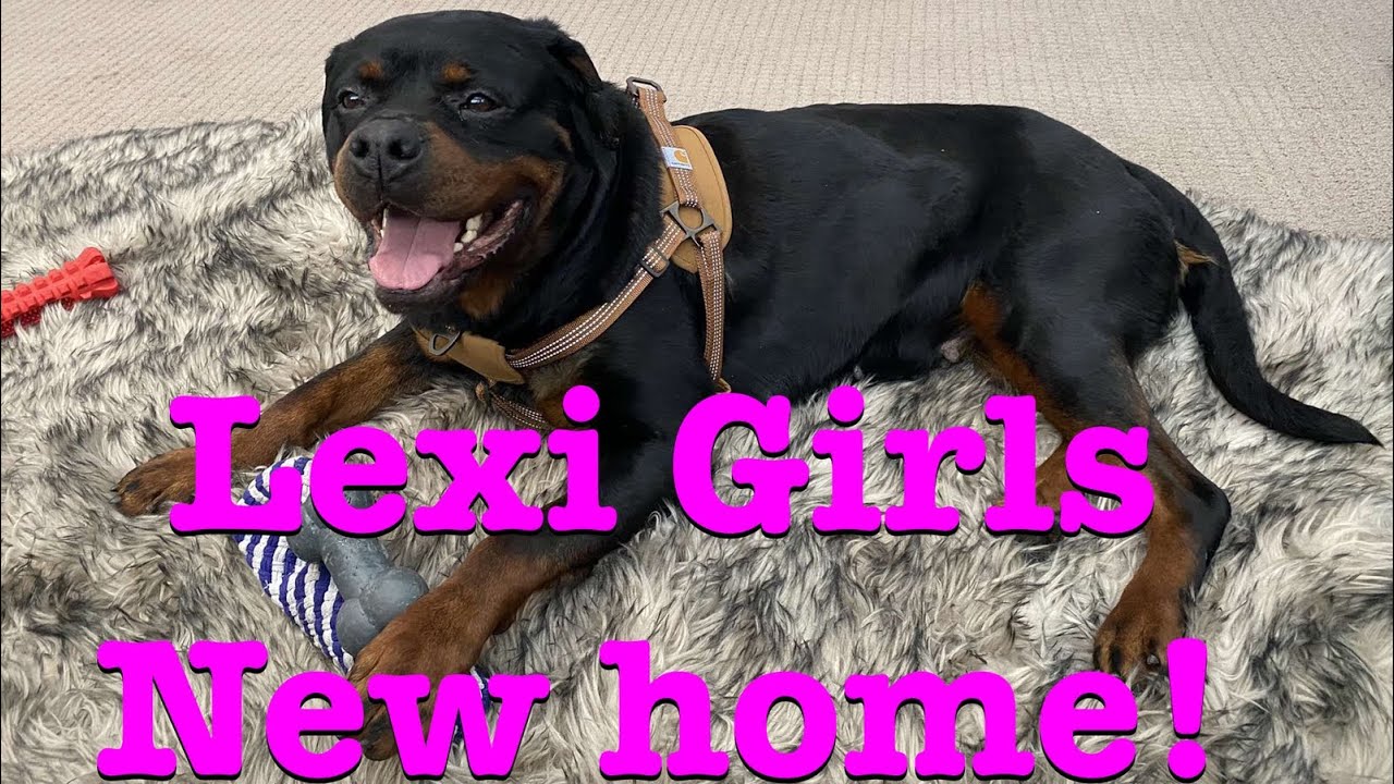 Rescue Rottweiler Gets New Home