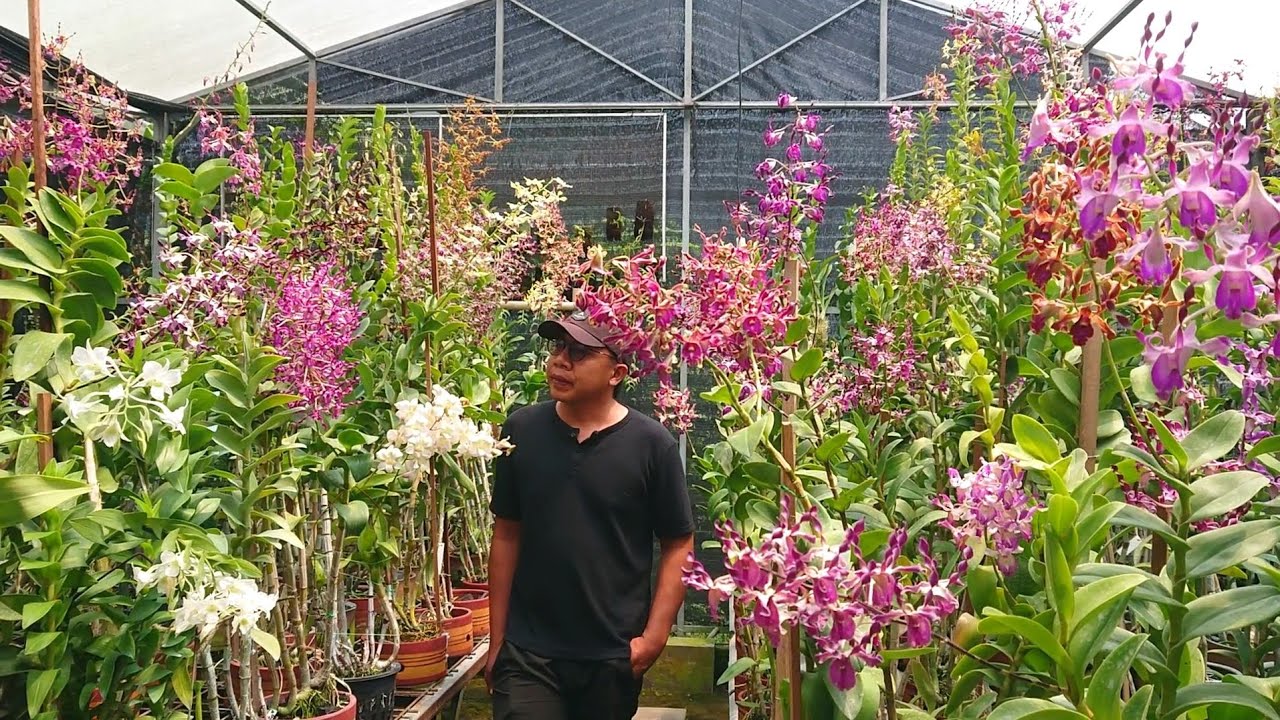 Ready berbunga koleksi pilihan pot ekonomis subur anggrek Indonesia bahan sultan murah berkualitas 