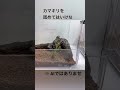 カマキリを舐めてはいけない #shorts