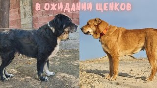 В ожидании щенков