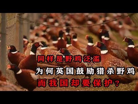 同样是野鸡泛滥，为何英国鼓励猎杀，而我国却还要保护野鸡？