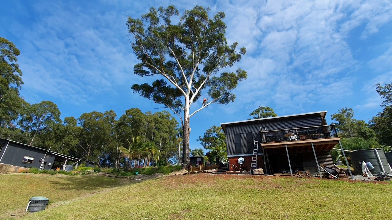 Professional Tree Surgery Sunshine Coast - YouTube