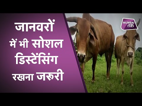 वीडियो: जानवरों से लोगों में फैलती हैं बीमारियां - अपनी सुरक्षा कैसे करें Protect