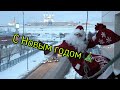 С Новым годом !!! 2021