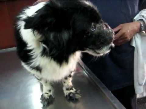 Vídeo: Câncer De Nariz (fibrossarcoma) Em Cães