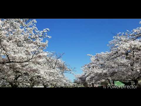 エソラ/Mr.Children(cover)