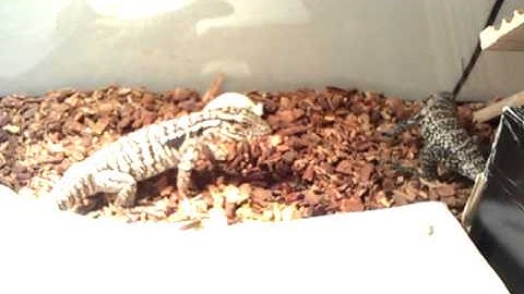 Argentine Hybrid and Colombian Tegu