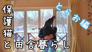 Torao the Pheasant Tiger/Rural Life with Dogs and Cats/A winter day that feels like spring by 犬と猫と小さな家   Country Life in Hokkaido 3,241 views 3 months ago 11 minutes, 43 seconds