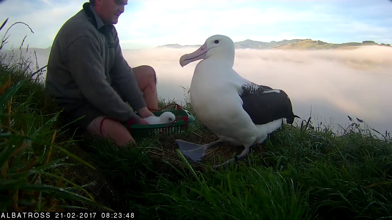 new zealand currency #RoyalCam 2017 highlights: Weigh in time