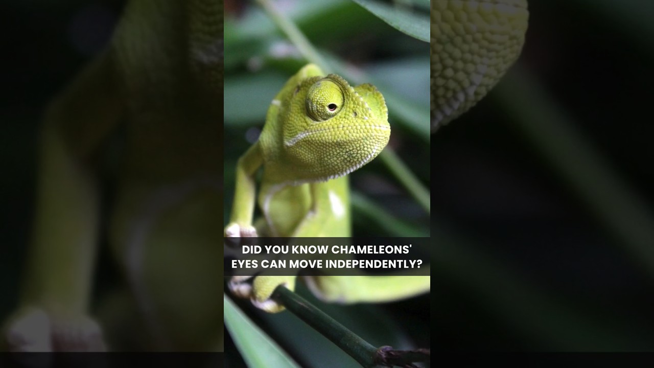 Chameleon eyes moving