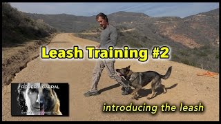 Leash Training 2 - Introducing the Leash - Dog Training Video