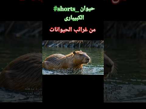حيوان الكبيبارى معلومات