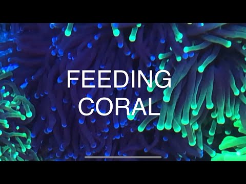 Polyp Booster Reef